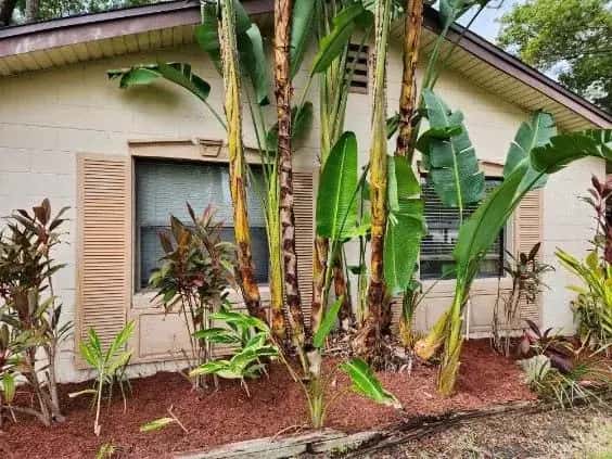 Full Yard Clean Up