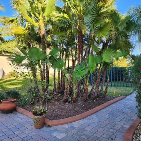 Yard Revitalization